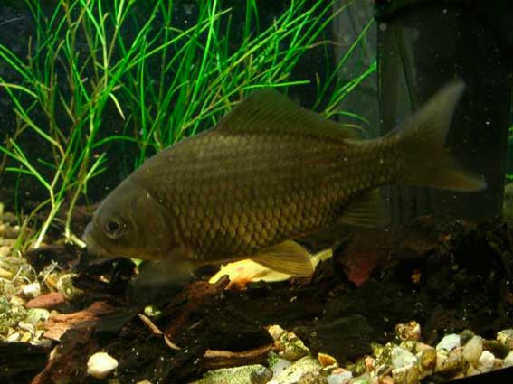 10 существ, которые живут под землей