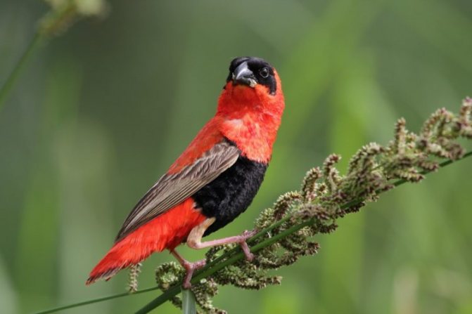 Ткачик птица