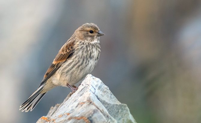 Чечетка (Carduelis flammea)