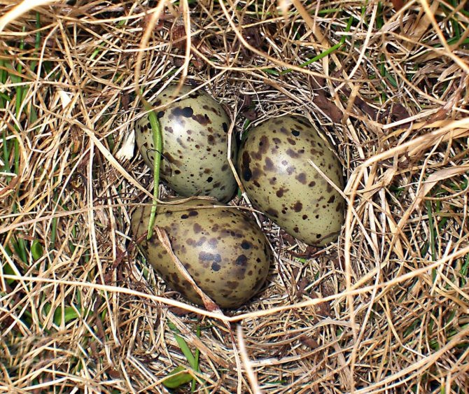 Бекас – описание птицы, где обитает и чем питается