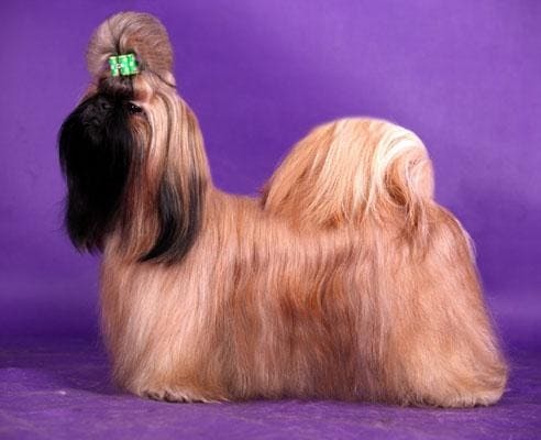 золотой ши-тцу с черной маской