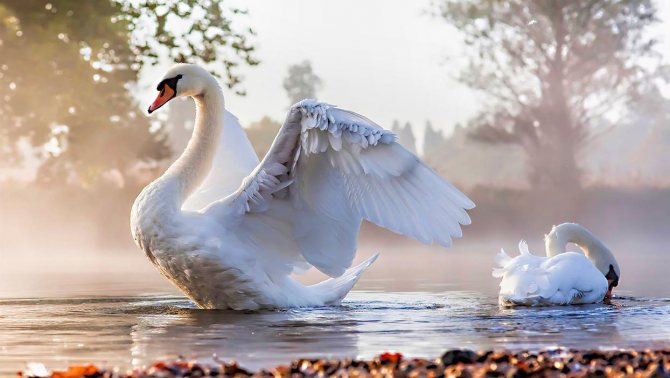 Когда и как лебеди выводят своих птенцов: особенности содержания маленьких лебедей