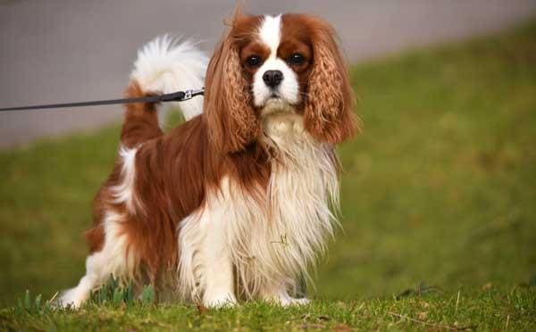 Кавалер-кинг-чарльз-спаниель