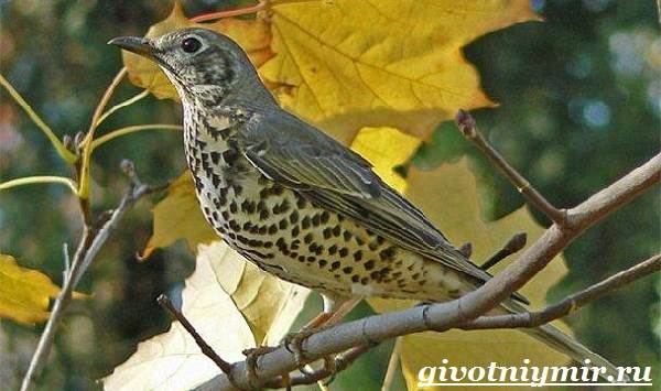 Дрозд рябинник