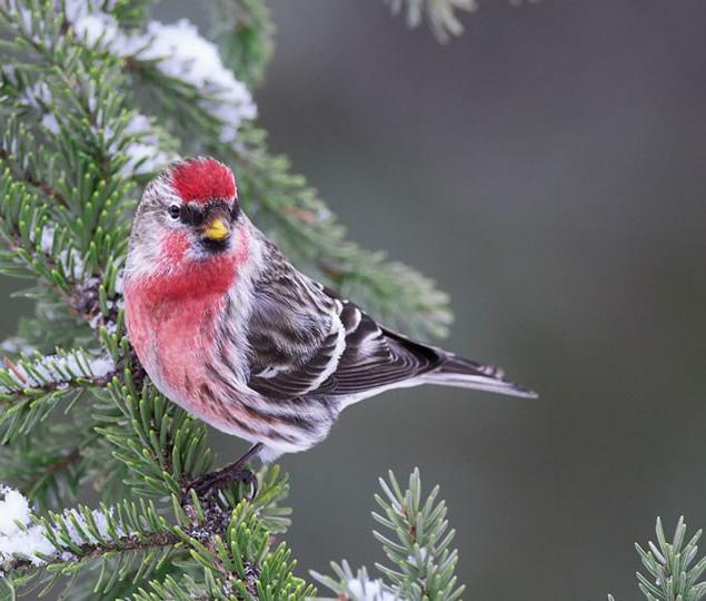 Птица чечетка: описание, особенности поведения