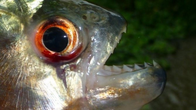 Пиранья - хищная рыба с острыми зубами ежегодно нападающая на людей