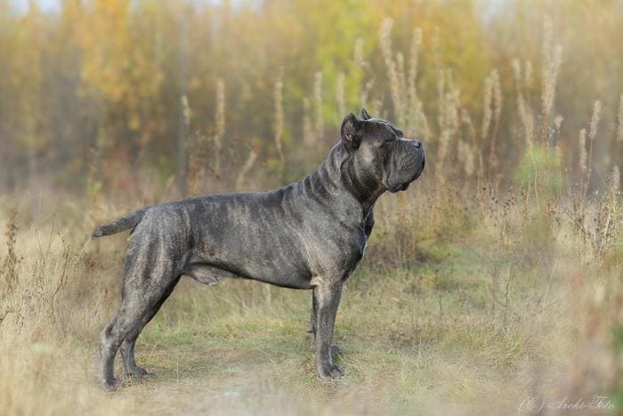 Серо-коричневый корсо