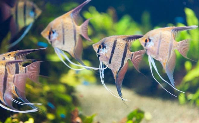 Cкалярии совместимость с другими рыбками (с кем уживаются и живут в одном аквариуме, можно содержать аквариумную рыбку, кого подселить) с таблицей: неоны, барбусы, гуппи, золотые рыбки, гурами, креветки, данио, петушки, сомы, боции, моллинезии, пецилии, радужницы, расборы, лабео, тетры, меченосцы, цихлиды Cкалярии совместимость с другими рыбками (с кем уживаются и живут в одном аквариуме, можно содержать аквариумную рыбку, кого подселить) с таблицей: неоны, барбусы, гуппи, золотые рыбки, гурами, креветки, данио, петушки, сомы, боции, моллинезии, пецилии, радужницы, расборы, лабео, тетры, меченосцы, цихлиды