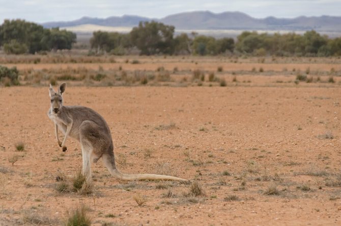 Большой рыжий кенгуру: интересные факты о животном
