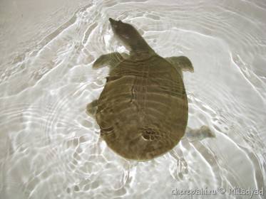 Китайская черепаха Трехкилевая (Трионикс) - содержание в домашних условиях