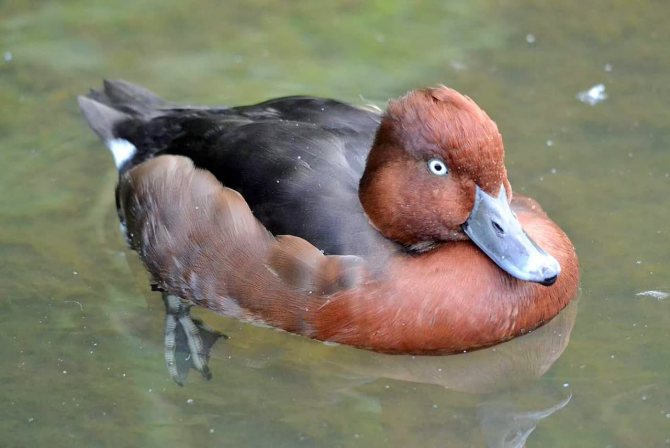 Чирок свистунок - самая маленькая утка