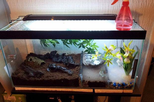 Саламандра - описание земноводного, где обитает, чем питается хвостатая, огненная, огромная саламандра