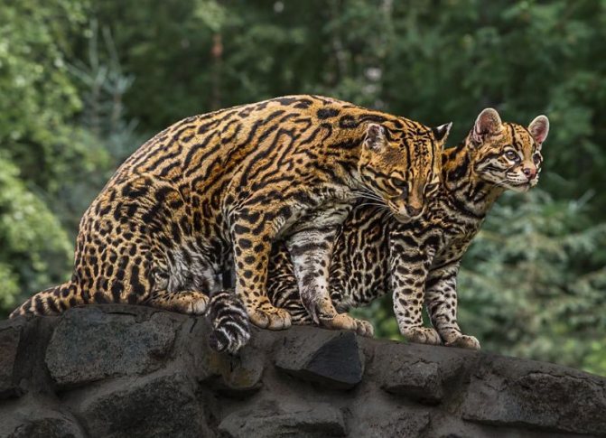 Дикая кошка онцилла: описание внешности и характера, ареал обитания и образ жизни, размножение и численность вида