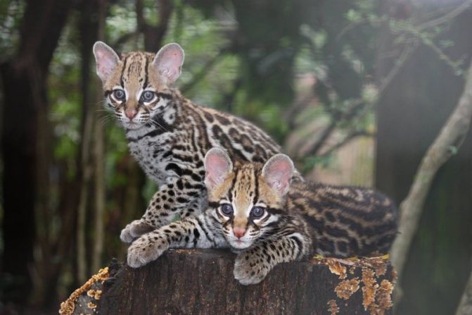 Дикая кошка онцилла: описание внешности и характера, ареал обитания и образ жизни, размножение и численность вида