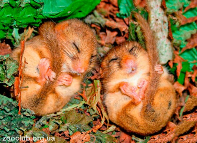 Орешниковая соня