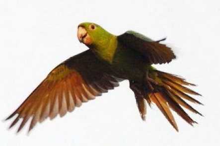 Попугай Аратинга: солнечный, золотой, яндайя, черноголовый