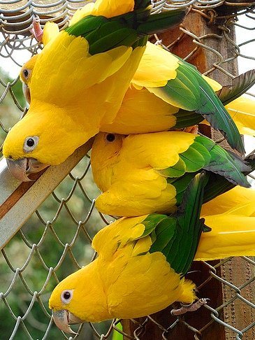 Попугай Аратинга: солнечный, золотой, яндайя, черноголовый