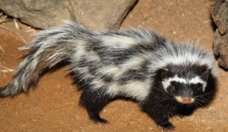 Ласки домашние: уход и содержание