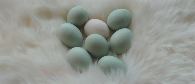 Как содержится порода кур Араукана, и выгоден ли бизнес на ее разведении