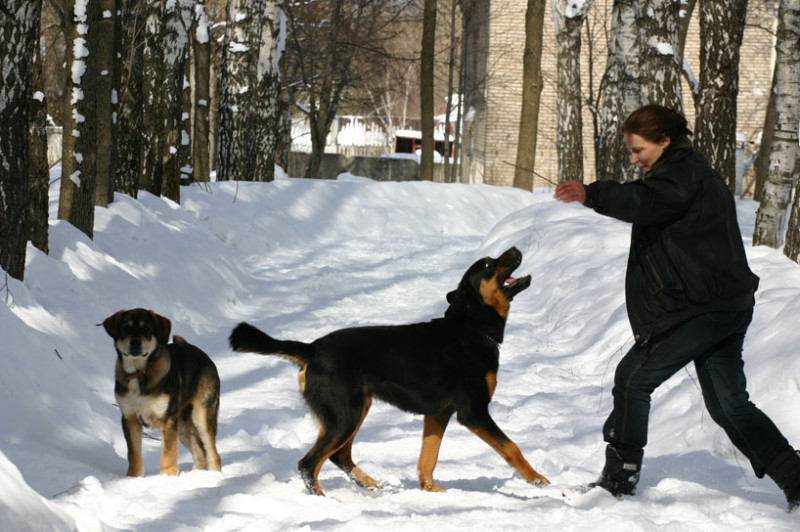 Подробная характеристика и особенности бурят-монгольских волкодавов хотошо
