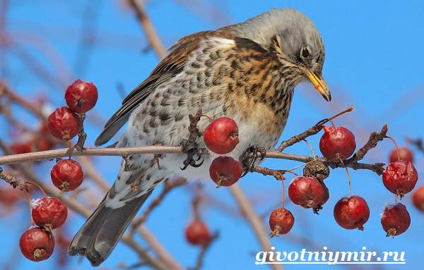 Дрозд рябинник