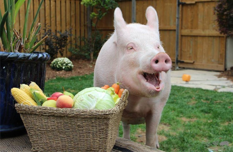 Маленькая декоративная свинка: уход и содержание мини пиги в домашних условиях