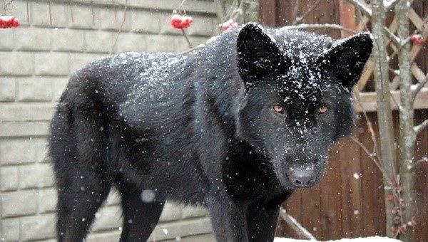 Какие существуют собаки волкодавы: описание русских, немецких и азиатских пород