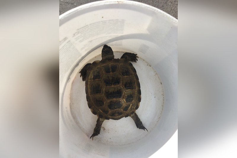 Спячка черепах, как зимние черепахи