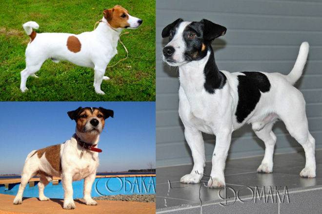 Разновидности джек-рассел-терьеров: о жесткошерстном и гладкошерстном виде
