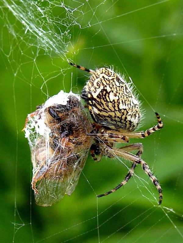 Интересные факты о пауках - анатомия, физиология, размножение, паутина