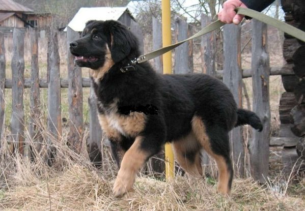 Подробная характеристика и особенности бурят-монгольских волкодавов хотошо