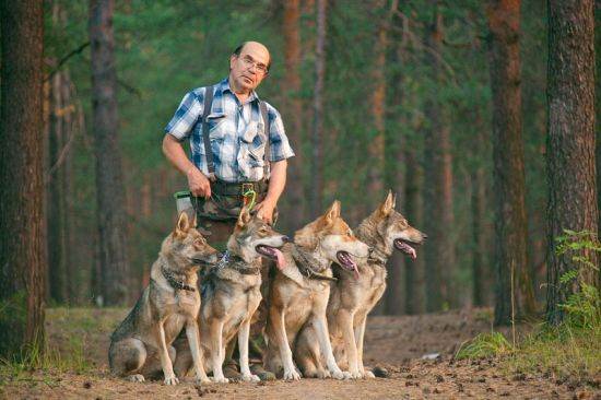 Какие существуют собаки волкодавы: описание русских, немецких и азиатских пород