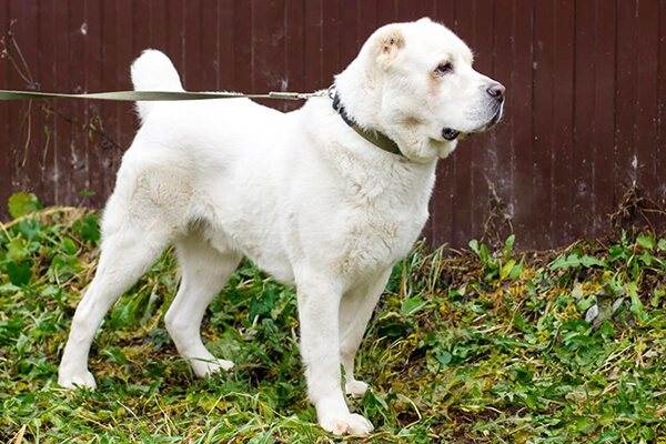 Какие существуют собаки волкодавы: описание русских, немецких и азиатских пород