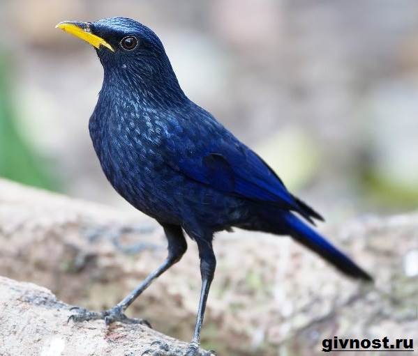 Дрозд рябинник