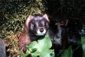 Все о норке: описание видов животного, содержание в домашних условиях, плюсы и минусы