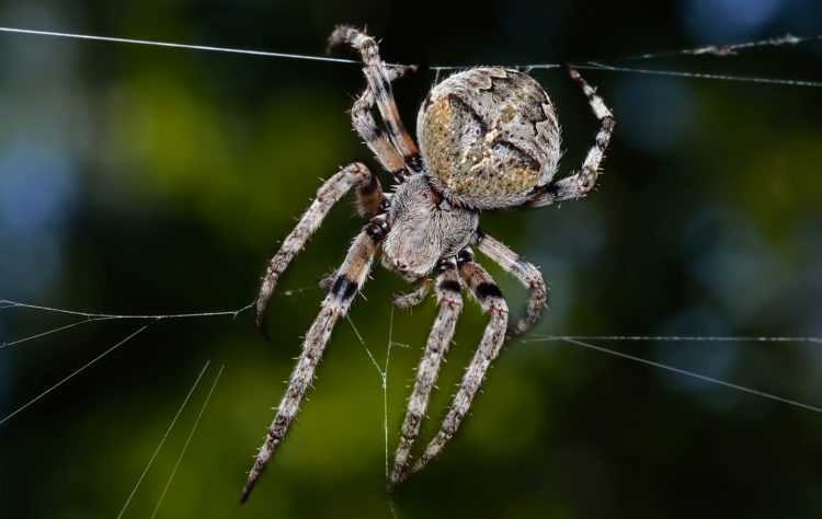 Интересные факты о пауках - анатомия, физиология, размножение, паутина