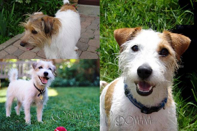 Разновидности джек-рассел-терьеров: о жесткошерстном и гладкошерстном виде