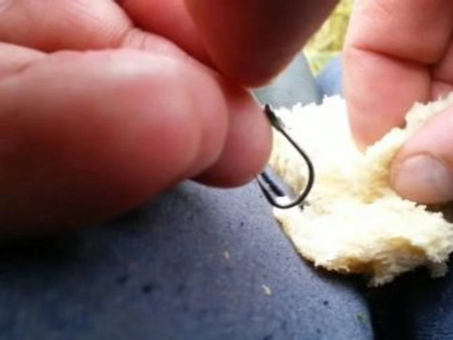 Ловля линя осенью в сентябре, октябре, ноябре на поплавочную удочку, фидер, донку - на что клюет, наживки, насадки