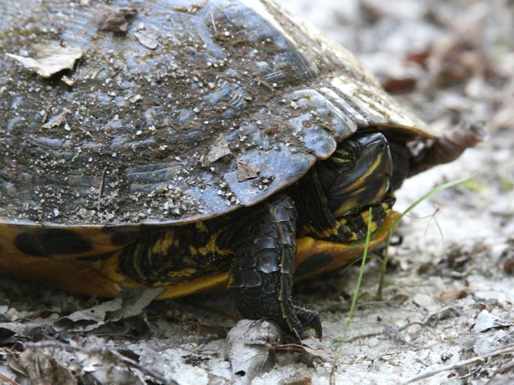 Где и как зимуют болотные черепахи