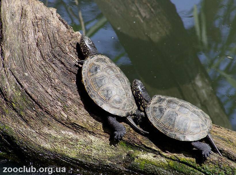 ᐉ как зимуют черепахи в природе и дома, выживут ли они зимой в водоеме? - Zoopalitra-spb.ru