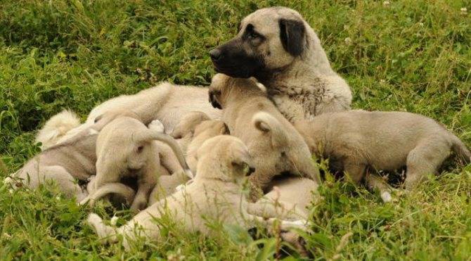 Анатолийская овчарка – бдительный сторож и защитник