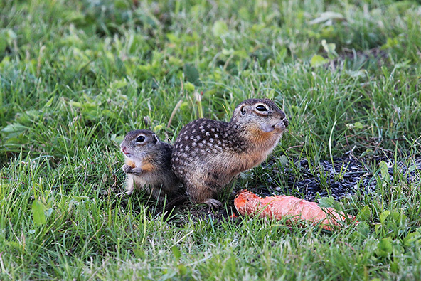 Суслик: описание, где живут, сколько живут, что едят