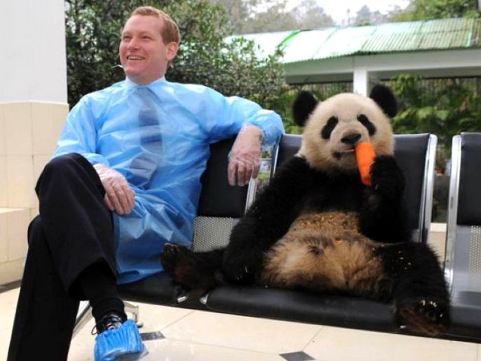 Большая панда: описание, где обитает, чем питается, угрозы