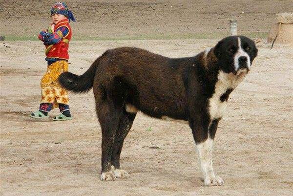 Какие существуют собаки волкодавы: описание русских, немецких и азиатских пород