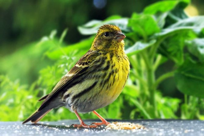 Птица вьюрок: описание, пение, фото, отличие самца от самки