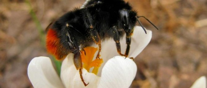 Почему насекомые окрашены по разному