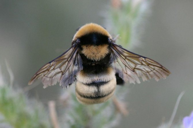 Почему насекомые окрашены по разному