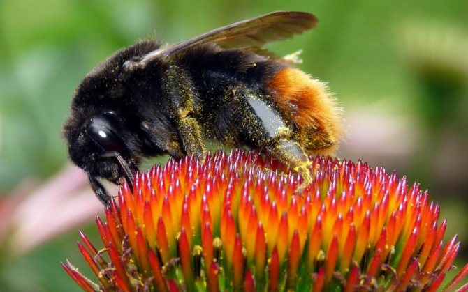 Почему насекомые окрашены по разному