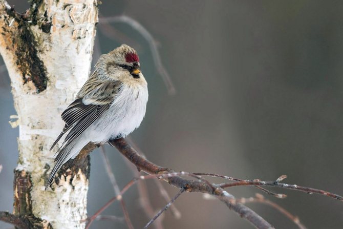 Чечетка (Carduelis flammea)