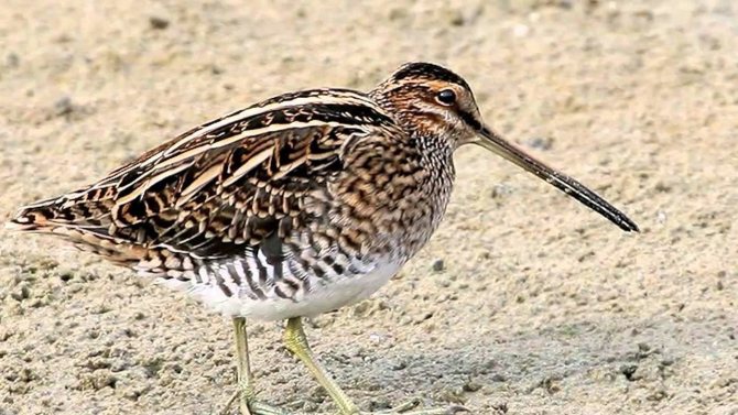 Бекас – описание птицы, где обитает и чем питается